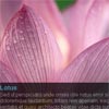 Simple JQuery Image Slide Show with Semi-Transparent Caption