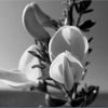Pixastic: JavaScript Image Processing Library