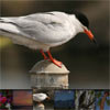 jQuery Responsive Thumbnail Gallery Plugin