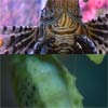 pageslider : jQuery page slider