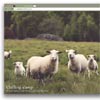 Intense Images : JavaScript Full Screen Image Viewer