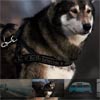 Owl Carousel 2 Thumbnails plugin
